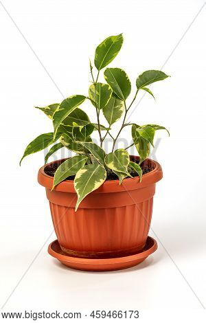 Ficus Benjamina In Pot. Houseplant Weeping Fig, Benjamin Fig, Ficus Tree Isolated On White Backgroun