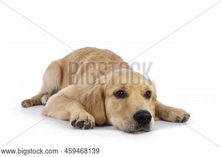 Friendly 6 Months Old Golden Retriever Dog Youngster, Laying Down Flat With Face Down. Looking  Stai