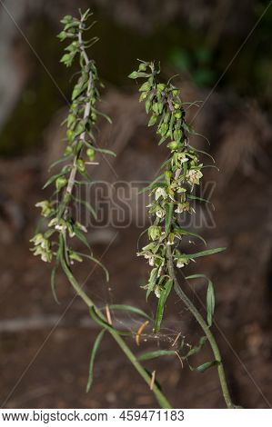 View Of Epipactis Greuteri Orchid In The Forest