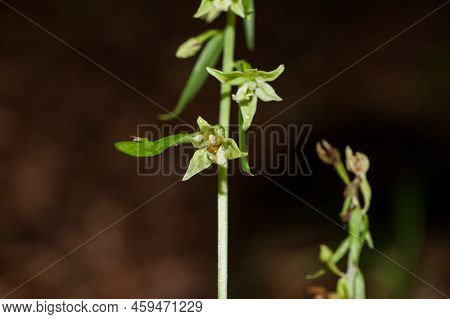 View Of Epipactis Greuteri Orchid In The Forest