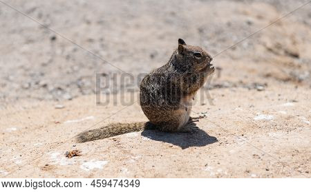 Wild Ground-squirrel Rodent Animal Eating Sitting On Ground