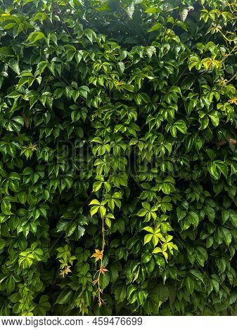 Wall Of Beautiful Bright Green Grape Leaves