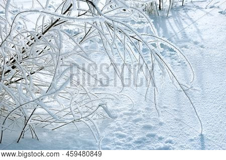 Hoarfrost Covers The Branches Of A Plant On A Cold Winter Day, Frost Ice, White Frost