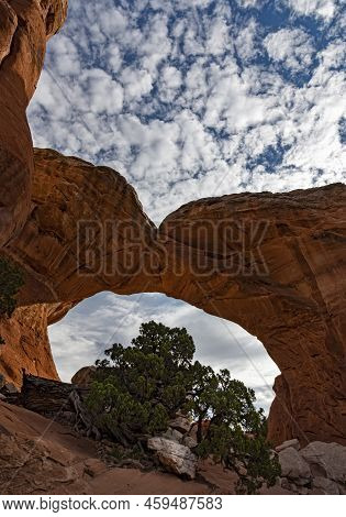 A Tree Grows In Front Of An Arch Seemingly To Fill The Opening, But Is Actually Quite A Distance In 