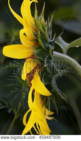 The Side Of A Sunflower Blossom Shows The Flower Petals And Leaf Sepals With A Dew Drop, Desplaines 