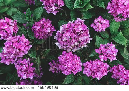 Close-up, Pink Flowers On A Bush, Natural Background.