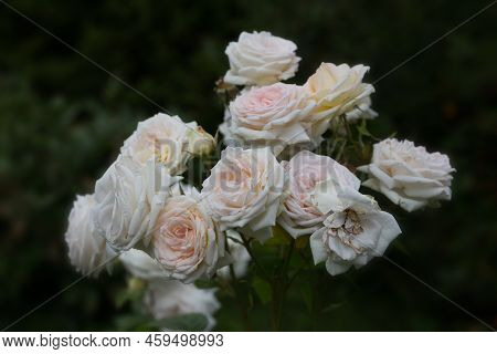 Hybrid Tea Rose Flowers Appear In Wonderful Clusters. Very Elegant Flower Cream With A Breath Of Apr