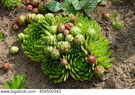 Beautiful Houseleeks - Sempervivum Closeup In A Garden.
