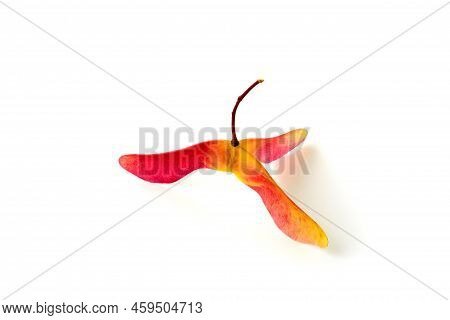 Amazing Three-lobed Red Yellow Maple Seed Pods In Bright Red Yellow On A White Background