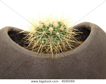 Dwerg Cactus