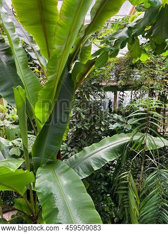 Beautiful Banana Leaf Plant Growing In Greenhouse