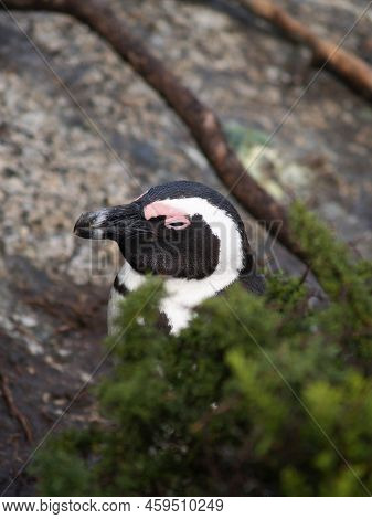 African Penguin Pokes It's Head Above Bush On Beach Near Capetown.