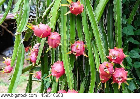 Dragon Fruit On The Dragon Fruit Tree Waiting For The Harvest In The Agriculture Farm At Asian, Pita