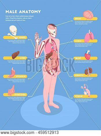 Male Anatomy Vector & Photo (Free Trial) | Bigstock