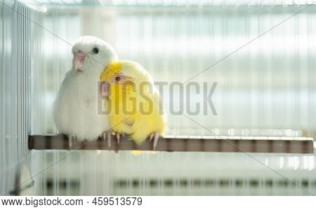 Pair Of Tiny Parrot Parakeet White And Yellow Forpus Bird. In The Cage.