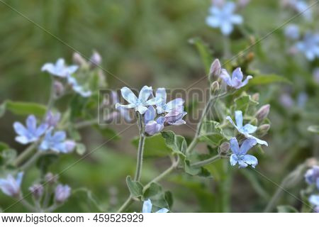 Eastern Blue Star Flowers In The Garden