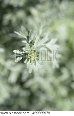 Common Wormwood Flower Buds In The Spring
