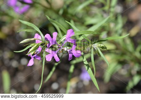 Pinkfairies Flowers In The Garden In Spring