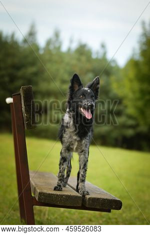 Mudi Is Standing On Bench. Dog Is In City Center In Prague.