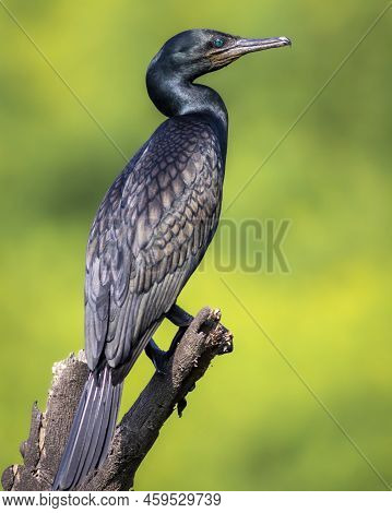 Indian Cormorant Or Indian Shag Or Phalacrocorax Fuscicollis Portrait Non Breeding Bird With Blue Ir