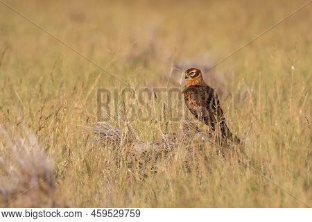 Female Montagu Or Montagus Harrier Or Circus Pygargus Portrait In Winter Migration At Grassland Duri