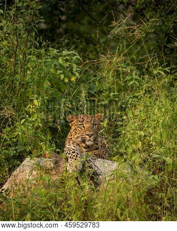 Indian Wild Male Leopard Or Panther Closeup On Big Rock In Natural Monsoon Green Background During O
