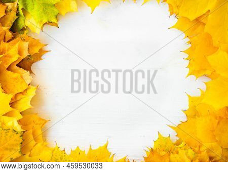 Background Of Many Yellow Maple Leaves With Space For Text On A White Background. Autumn Leaf Backgr