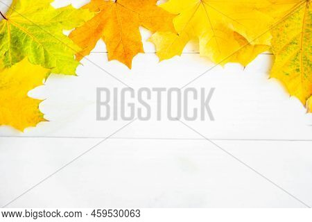 Background Of Many Yellow Maple Leaves With Space For Text On A White Background. Autumn Leaf Backgr