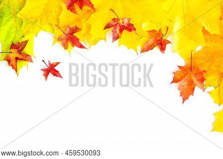 Background Of Many Yellow Maple Leaves With Space For Text On A White Background. Autumn Leaf Backgr