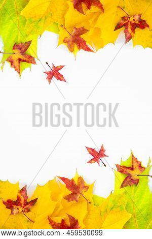 Vertical Background Of Many Yellow Maple Leaves With Space For Text On A White Background. Autumn Le