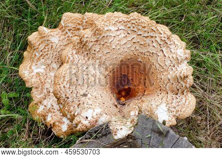 Close-up Of Scaly Tinder Fungus, Cerioporus Squamosus, On Stump. Beautiful Brown Mushroom With Crack