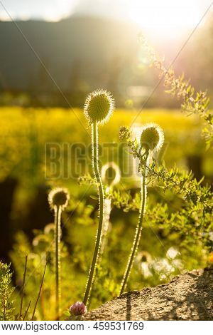 Intermittent Grass In The Sunset, Bathed In The Sun, Is No Longer A \\\