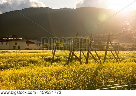 On The Yunnan-guizhou Plateau, Around The Bright Plateau Lake Napa Sea, Late Rape Flowers Bloom Here