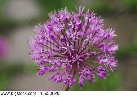 Purple Wild Ornamental Garlic Flower Closeup On Green Natural Background. Blooming Purple Allium Flo