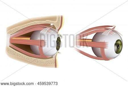 Human Eye Extraocular Muscles. Ophthalmology. Eyes Muscles In Side View. Vector Illustration