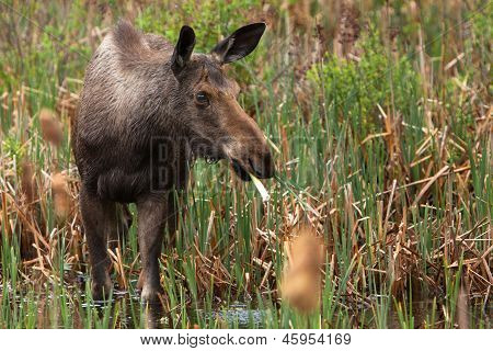 Kvindelige Moose