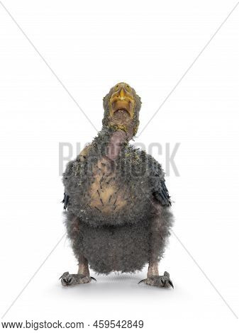 One Week Old Australian King Parrot Aka Alisterus Scapularis Baby Bird, Sitting Facing Front Showing