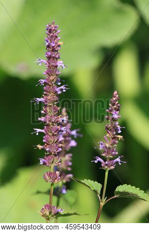 Agastache Rugosa,  Aromatic Violet-blue Agastache Herb Native In Asia. Used As Favorite Medicinal An
