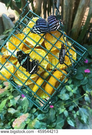 Butterflies Enjoying A Citrusy Snack Hanging Above The Ground.