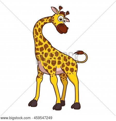 Giraffe. Cute Young Giraffe Isolated On White Background. Zoo Animal Cartoon Character. Education Ca