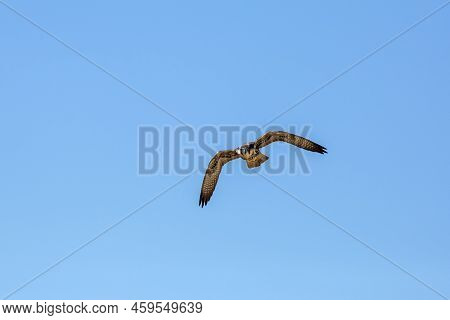 Lanner Falcon Flying Isolated In Blue Sky In Kgalagadi Transfrontier Park, South Africa; Specie Falc