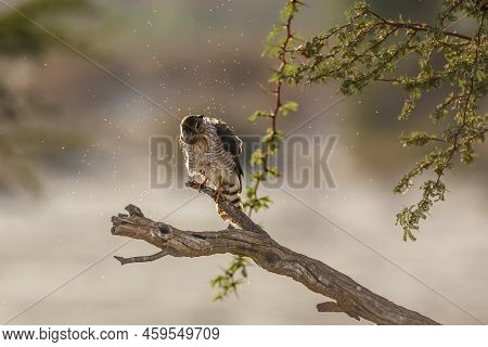 Gabar Goshawk Shaking And Grooming On Branch In Kgalagadi Transfrontier Park, South Africa; Specie  