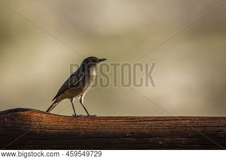 Familiar Chat Standing On A Log Isolated In Natural Background In Kgalagadi Transfrontier Park, Sout