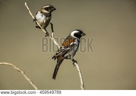 Couple Of Cape Sparrows Standing On A Branch In Kgalagadi Transfrontier Park, South Africa; Specie  