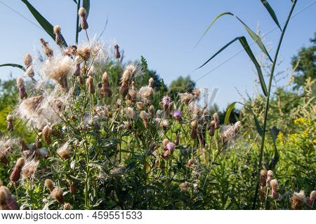 Creeping Thistle In A Meadow In Late Summer - Fluffy Seeds Visible