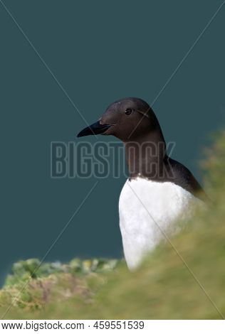 Portrait Of A Common Guillemot (uria Aalge) Against Blue Background On A Cliff Edge, Uk.
