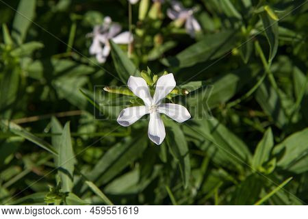 Phlox Divaricata ( Wild Sweet William) Growing In A Meadow
