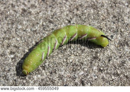 Caterpillar Of The Privet Hawk Moth On A Stone Floor