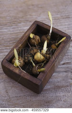 The Sprouted Bulbs Of Fumewort Dug Out Of The Ground In October And Ready To Flower In Spring.