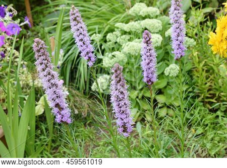 Liatris Flower (latin. Liatris)